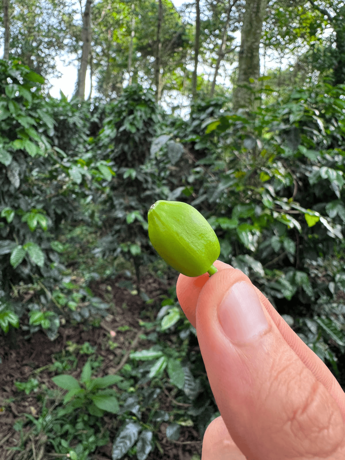 Café de especialidad Papayo Natural — variedad Papayo, finca Finca El Samán – Jaime Zuluaga, región Pueblo Tapao, Quindío