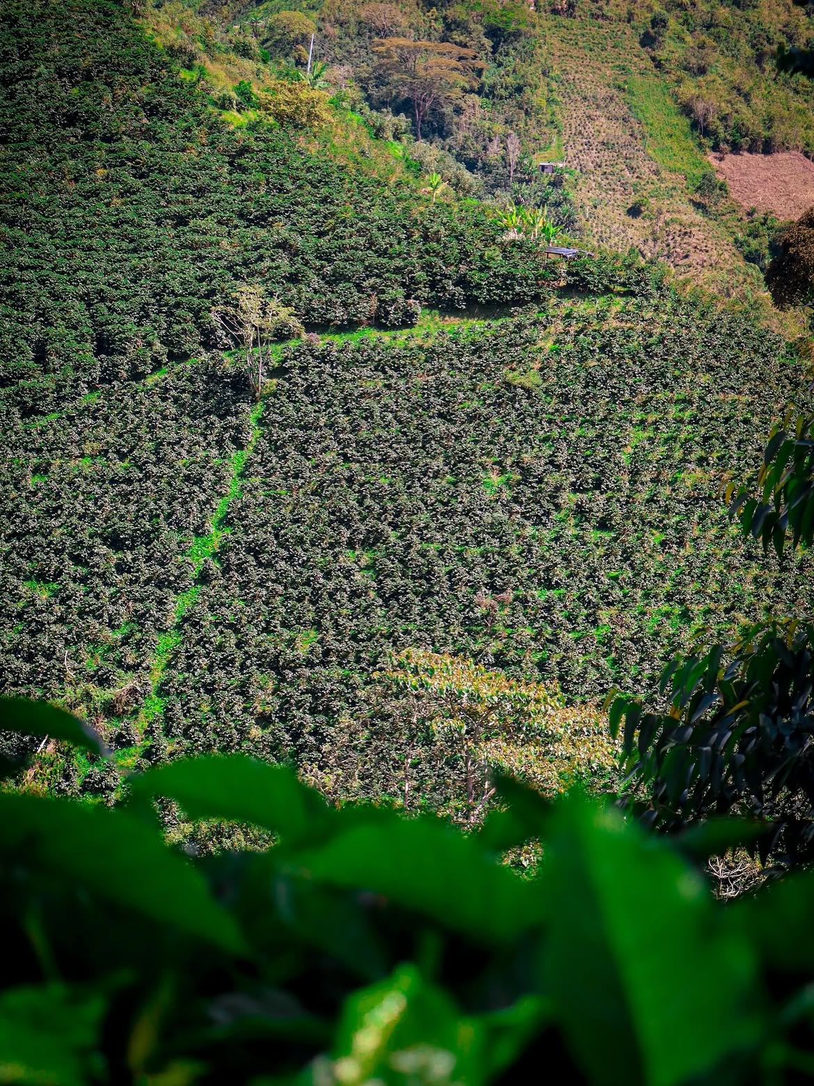 Café de especialidad Typica  — variedad Typica, finca Nogales, Flia Hernández , región Pitalito Huila 