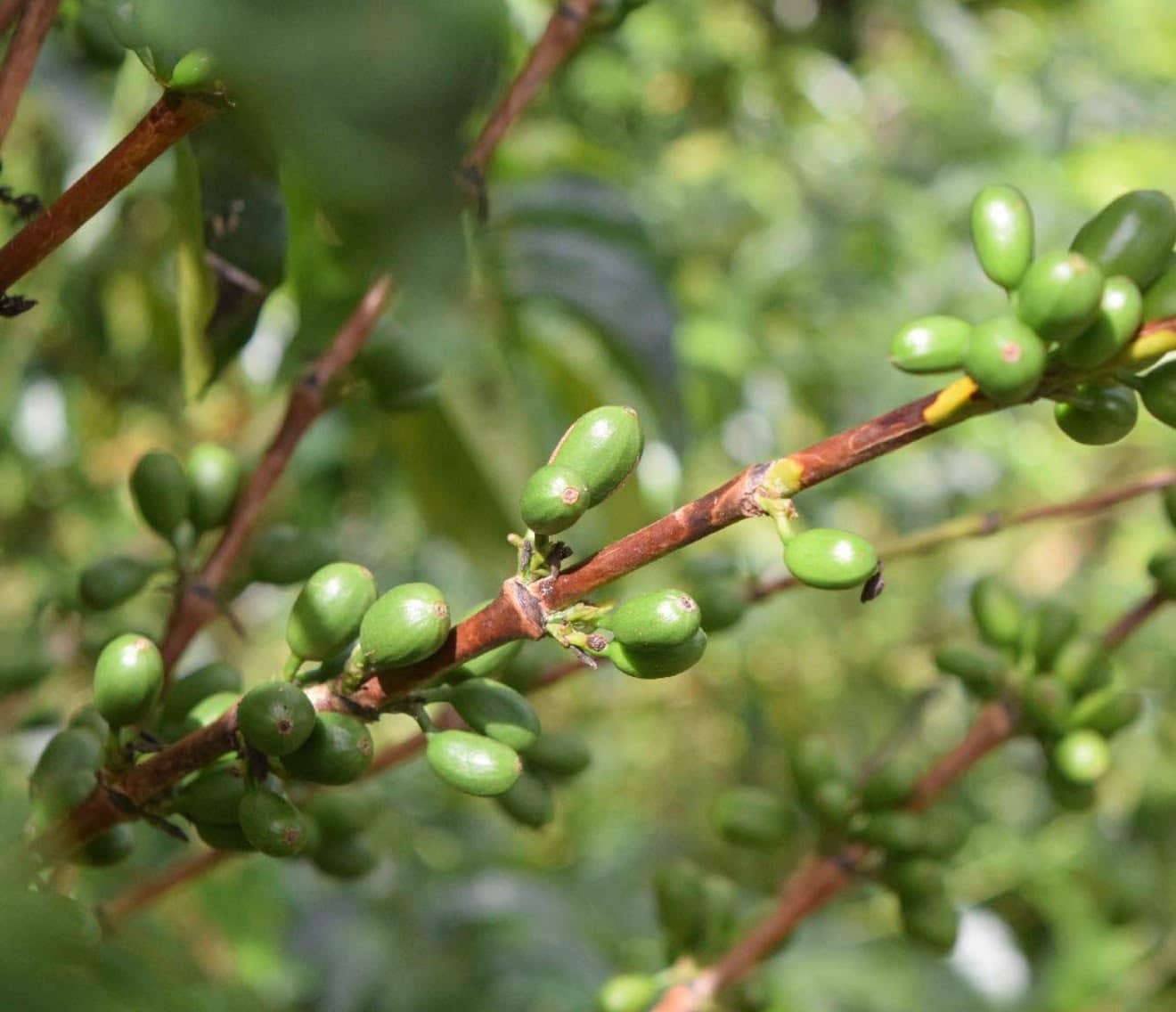 Café de especialidad Bourbon Aji — variedad Bourbon Aji, finca El Mirador, Yessica Parra, región Pitalito, Huila